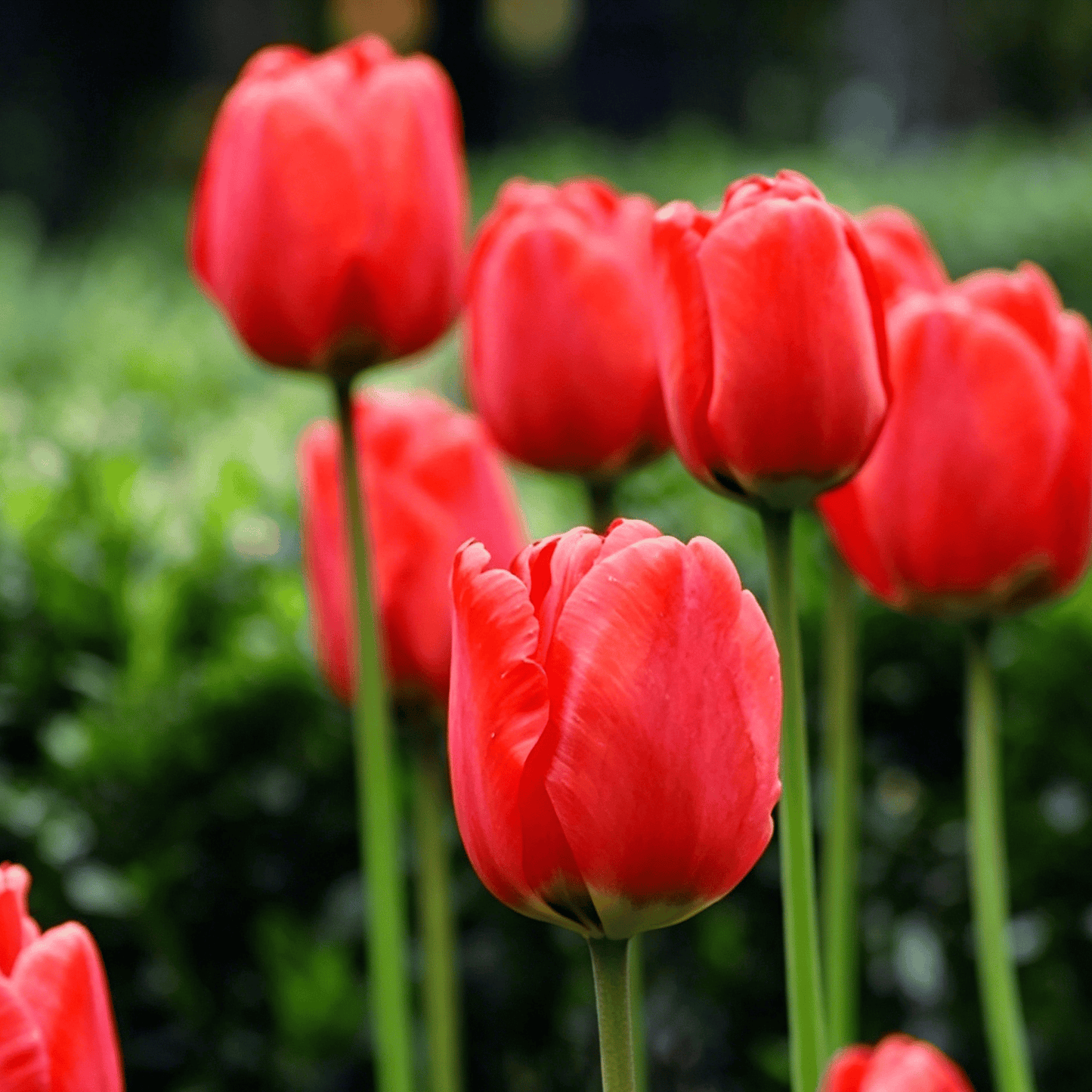 🌷Rzadkie nasiona tulipanów – kolorowe wiosenne kwiaty do doniczek, rabat i ogrodów