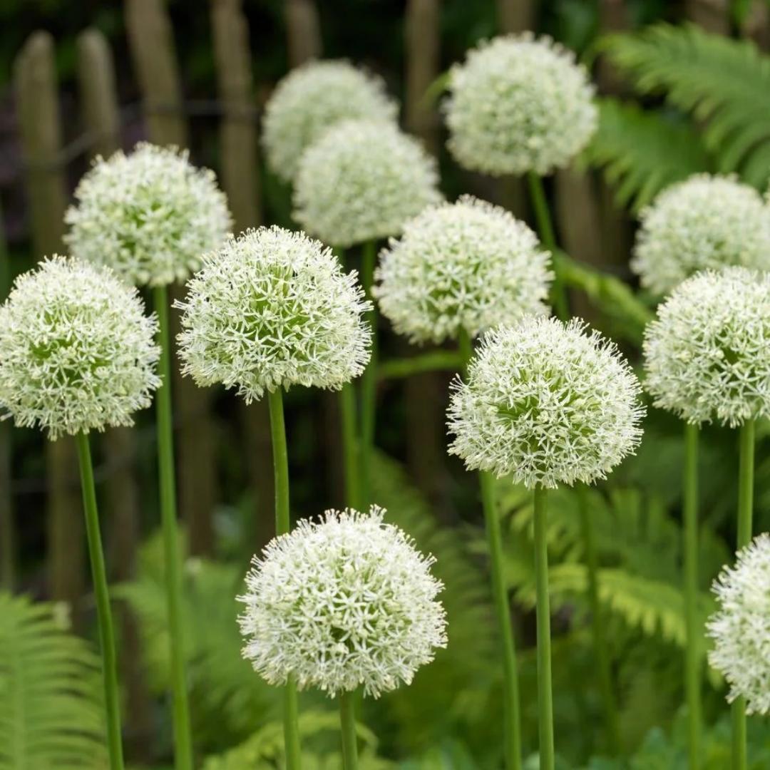 Allium Giganteum Ozdobny kwiat cebulowy