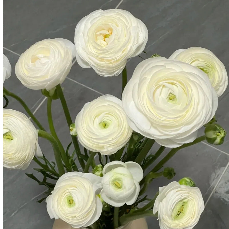 Cebulki kwiatów jaskra – delikatne, eleganckie, niezapomniane 🌸