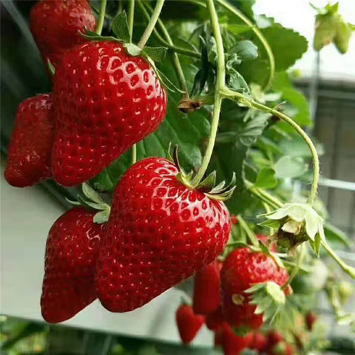 🔥⏰Ostatni dzień promocji🌱NASIONA TRUSKAWEK BLACK PEARL