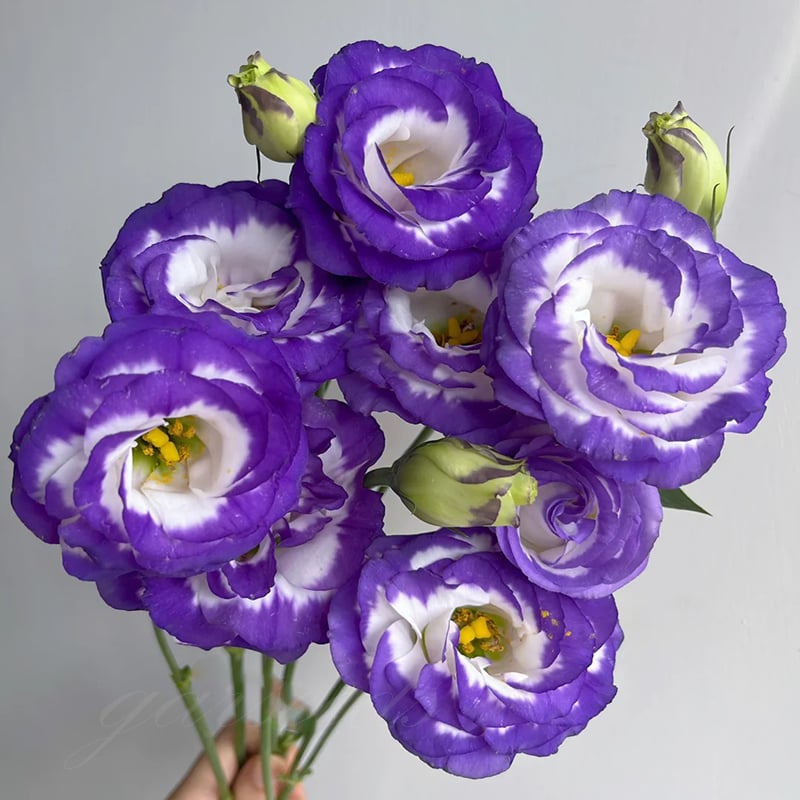 🔥Paskutinė išpardavimo diena💝Eustoma bespygliuočių rožė💐Lisianthus sėklos-LT
