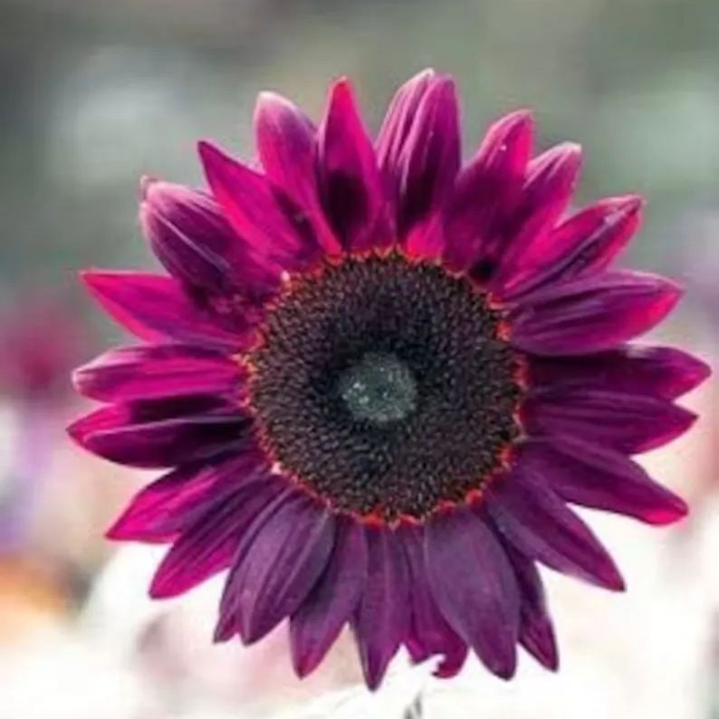 Ostatnie 8000 nasion💜 Nasiona słonecznika Midnight Sun Giant 🌻 Rzadka odmiana, która osiąga wysokość ponad 2,4 m