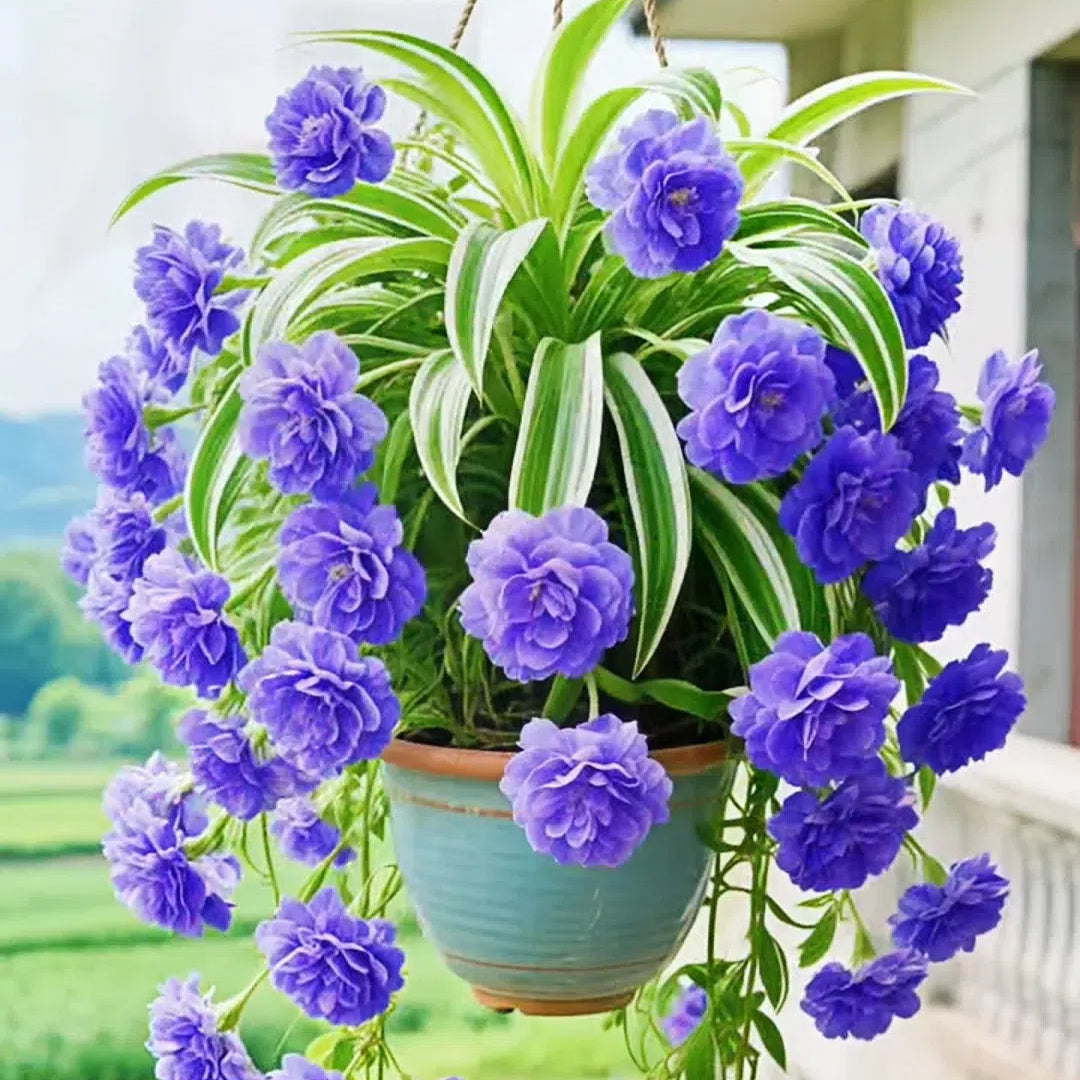 Nasiona/cebulki rośliny pająka Grand Bloom 💐 Wiszące arcydzieło natury pełne koloru i wdzięku