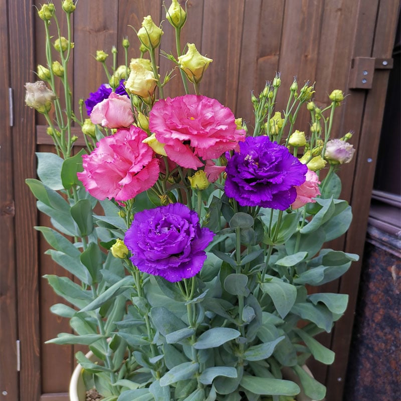 🔥Paskutinė išpardavimo diena💝Eustoma bespygliuočių rožė💐Lisianthus sėklos-LT