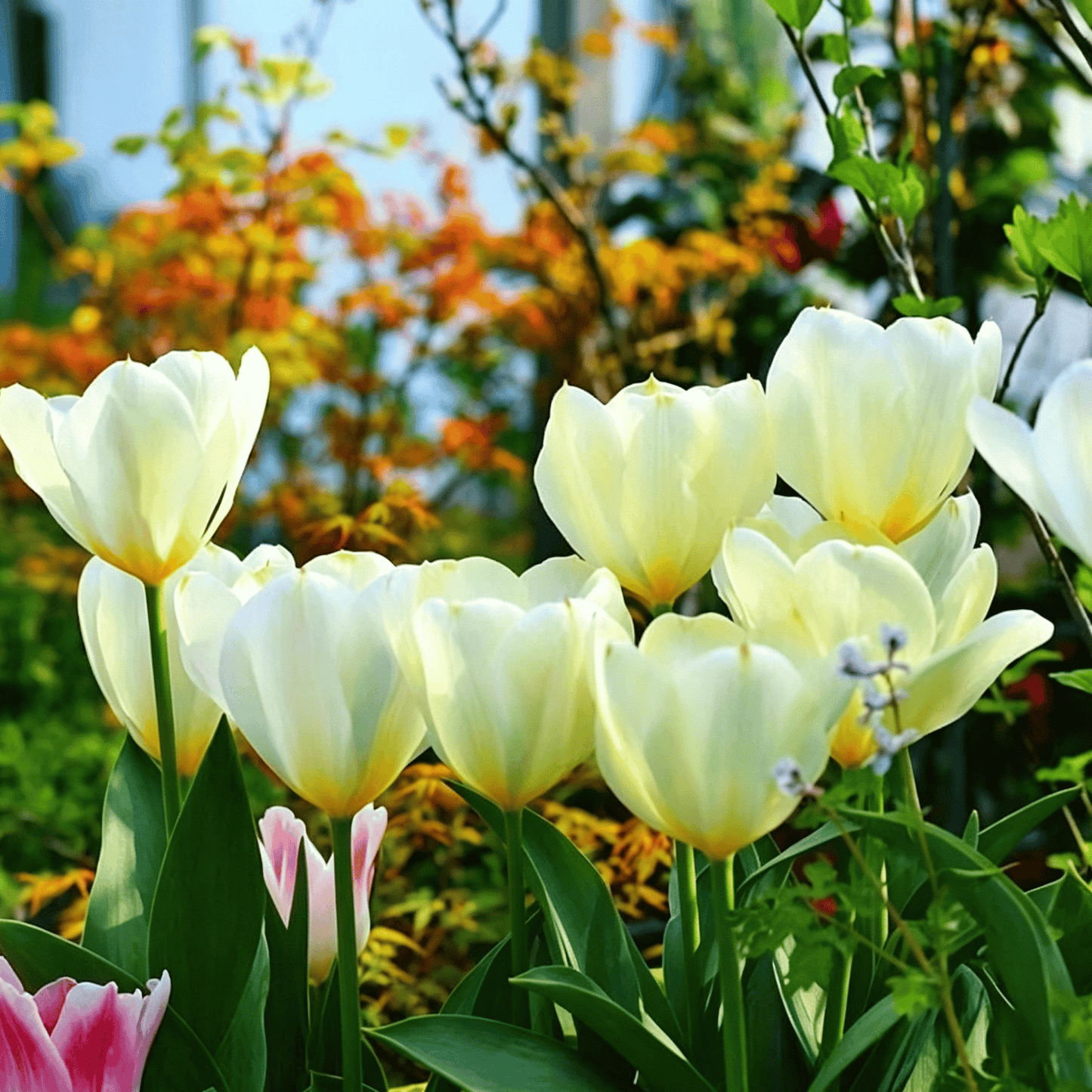 🌷Rzadkie nasiona tulipanów – kolorowe wiosenne kwiaty do doniczek, rabat i ogrodów