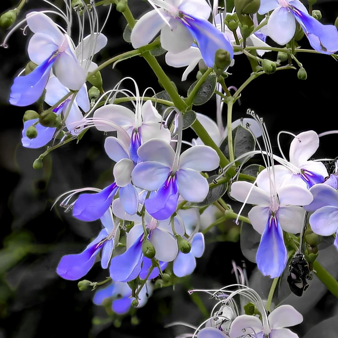 Nasiona grochu motylkowego Premium Blue Butterfly Pea – jadalne, letnie