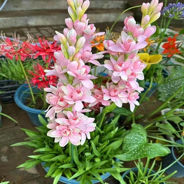 Διπλή Τουμπερόζα 🌸 - Μεγάλο βολβώδες λουλούδι-GR