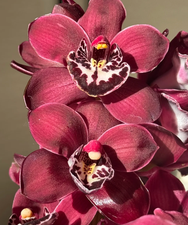 👑 Królowa Orchidei – Długowieczne Cebule Cymbidium
