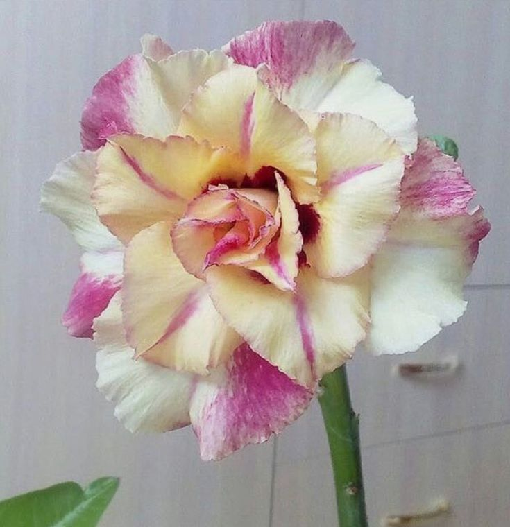 🔥Užauginkite „Desert Queen“ – dabar su nuolaida!🎁 😍Mėgsta žydėti, ilgai žydi 🌵 Dykumos rožė-LT