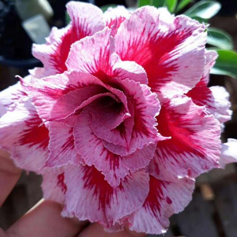 🎁Cebule róży pustynnej🌵Bardzo łatwa pielęgnacja! 🌸Cebule Adenium Obesum