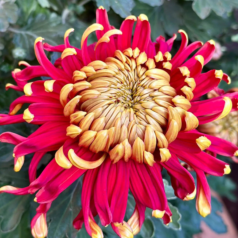 🌺Kwiat Elegancji🌼Gigantyczne Nasiona Chryzantemy