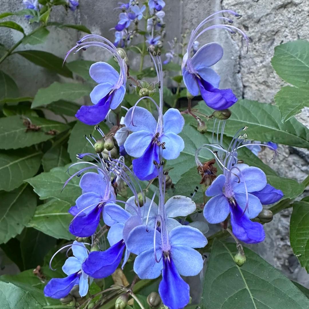 Nasiona grochu motylkowego Premium Blue Butterfly Pea – jadalne, letnie