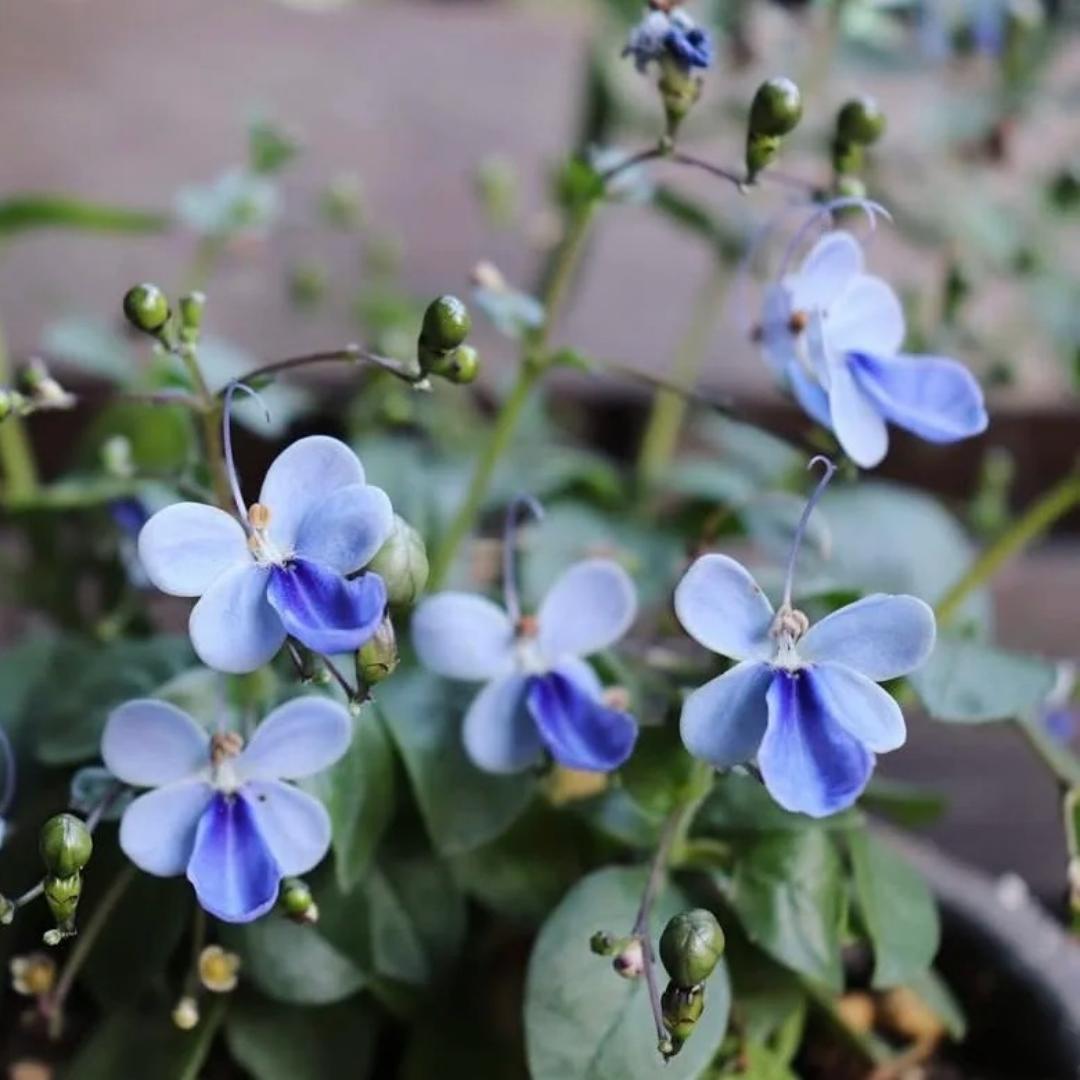 Nasiona grochu motylkowego Premium Blue Butterfly Pea – jadalne, letnie
