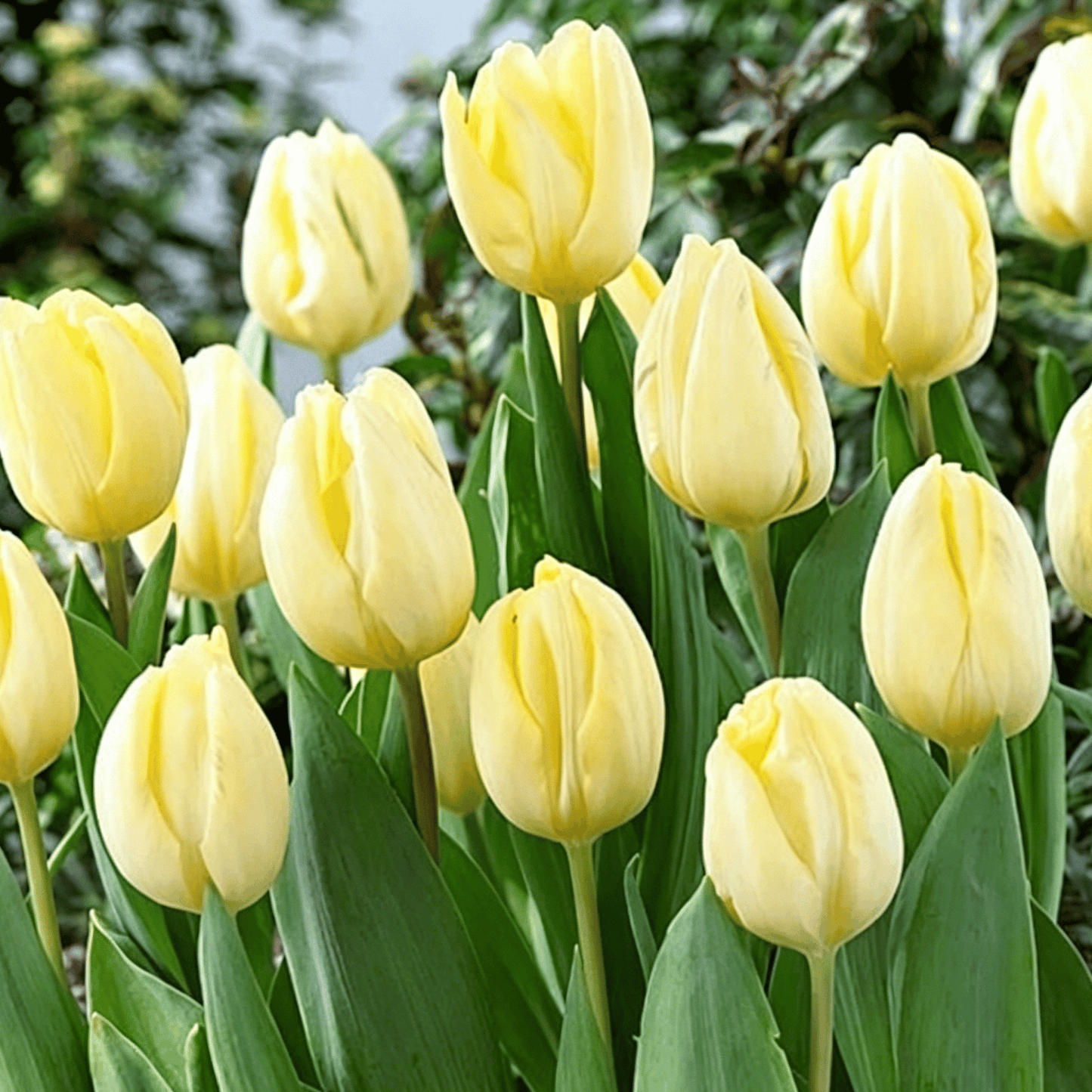 🌷Rzadkie nasiona tulipanów – kolorowe wiosenne kwiaty do doniczek, rabat i ogrodów