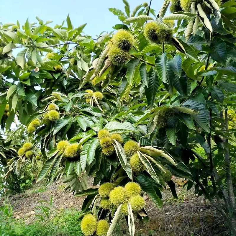 Nykštukinių kaštonų sėklos – saldūs ir aromatingi riešutai-LT