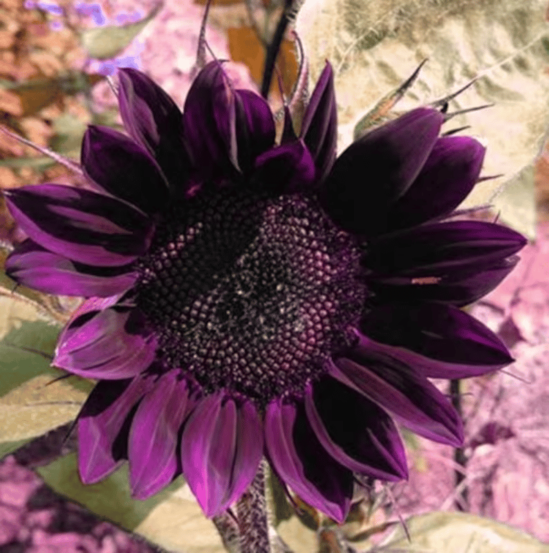 Ostatnie 8000 nasion💜 Nasiona słonecznika Midnight Sun Giant 🌻 Rzadka odmiana, która osiąga wysokość ponad 2,4 m