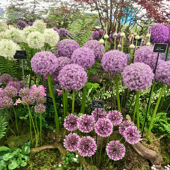 Allium Giganteum Ozdobny kwiat cebulowy