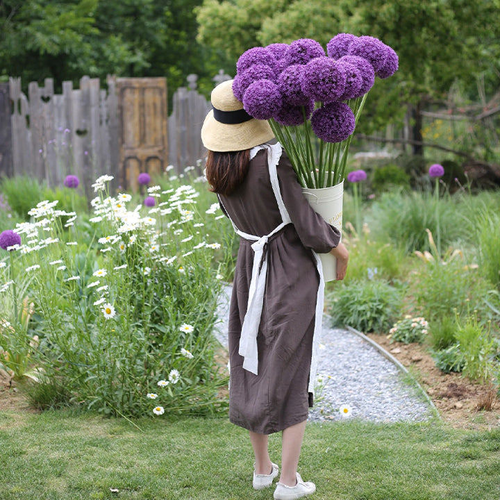 Allium Giganteum Ozdobny kwiat cebulowy