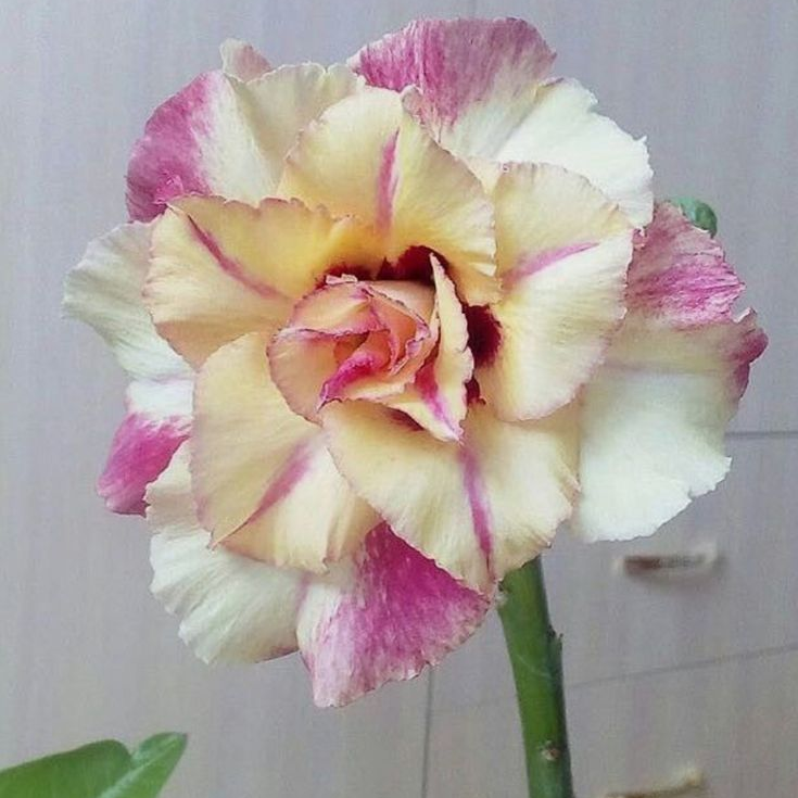 🎁Cebule róży pustynnej🌵Bardzo łatwa pielęgnacja! 🌸Cebule Adenium Obesum