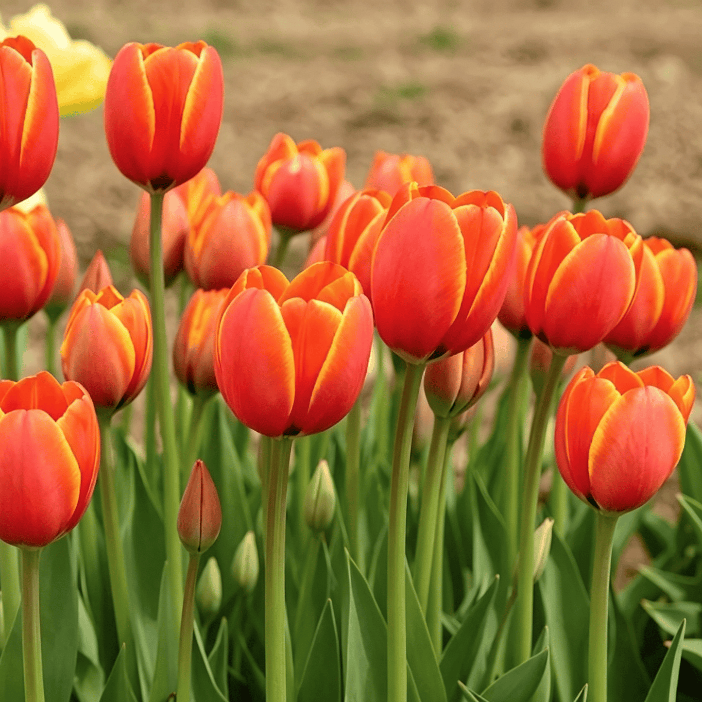 🌷Rzadkie nasiona tulipanów – kolorowe wiosenne kwiaty do doniczek, rabat i ogrodów