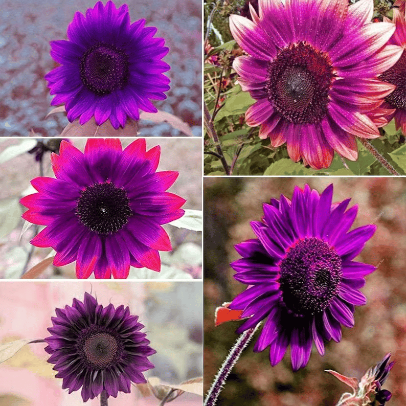Ostatnie 8000 nasion💜 Nasiona słonecznika Midnight Sun Giant 🌻 Rzadka odmiana, która osiąga wysokość ponad 2,4 m