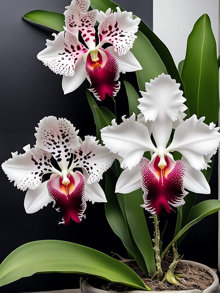 Σπόροι Ίριδας Πεταλούδας-GR