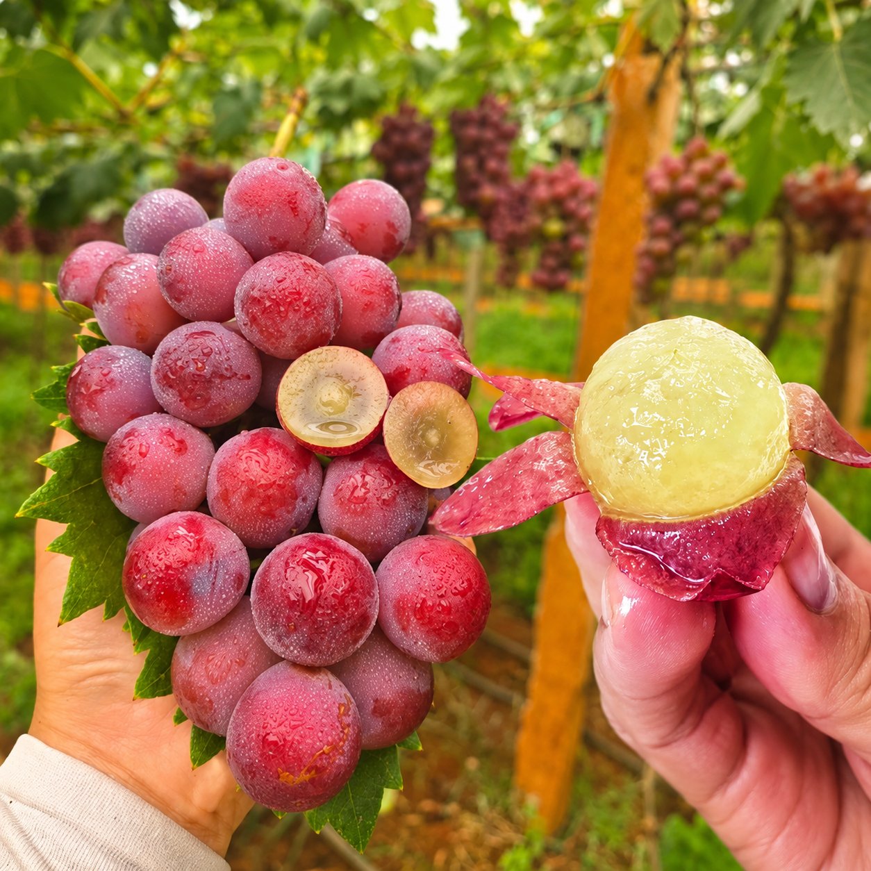 Nowa, limitowana odmiana – nasiona winogron Queen Nina dla słodkich, soczystych zbiorów ogrodowych 🍇