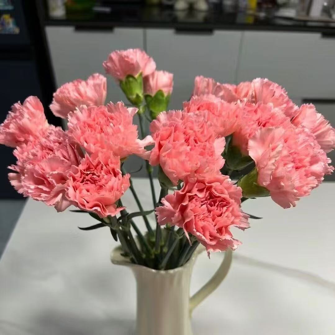Zapachowy urok ogrodu – uprawiaj klasyczne goździki, które zachwycają o każdej porze roku🌺