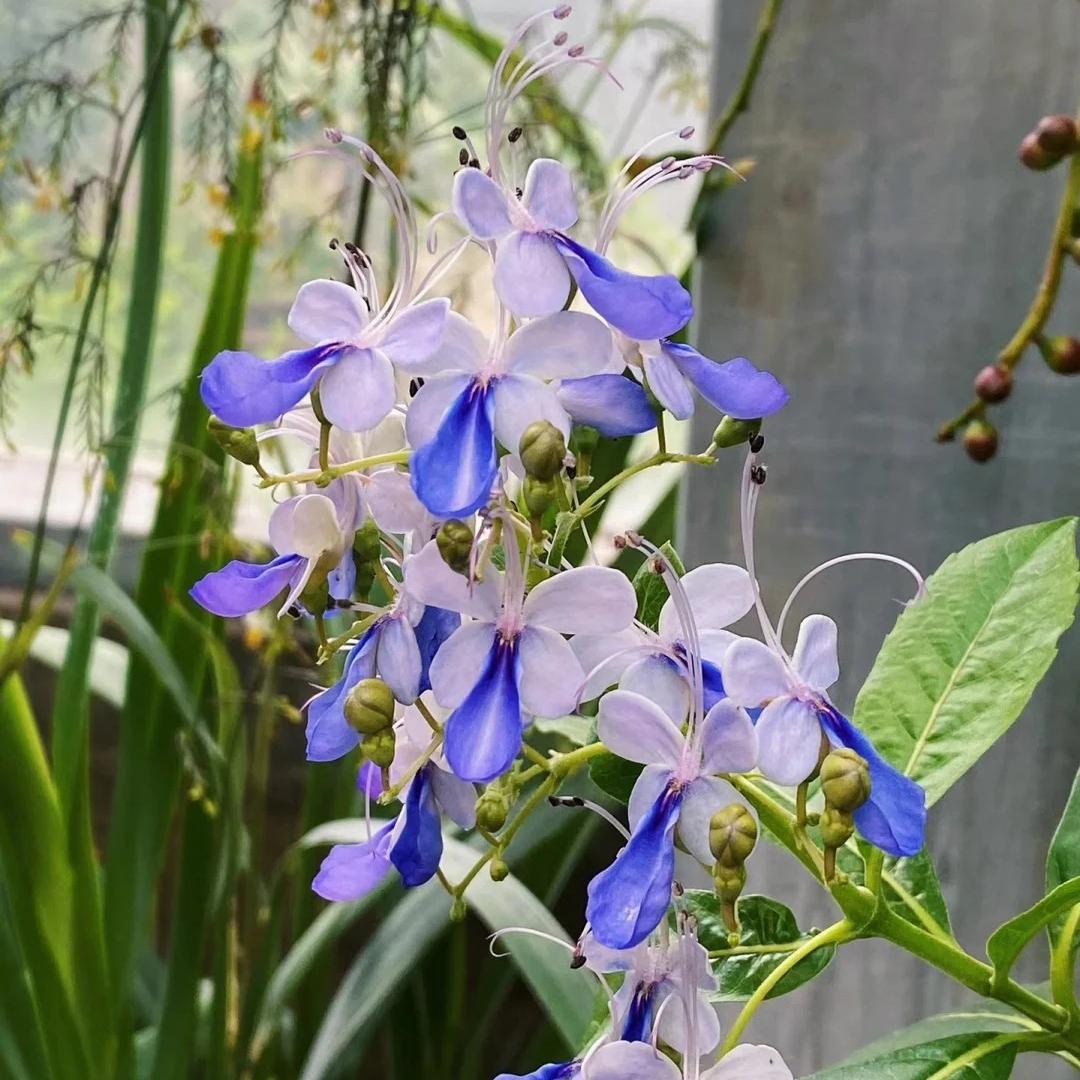 Nasiona grochu motylkowego Premium Blue Butterfly Pea – jadalne, letnie