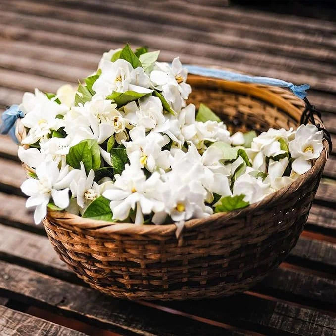 OSTATNI DZIEŃ PROMOCJI - 35% ZNIŻKI 🌸 Roślina doniczkowa Jaśmin (🌱Gwarancja przetrwania: Darmowa wymiana🌿)