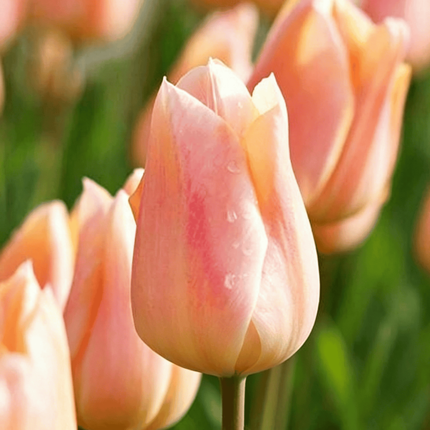 🌷Rzadkie nasiona tulipanów – kolorowe wiosenne kwiaty do doniczek, rabat i ogrodów