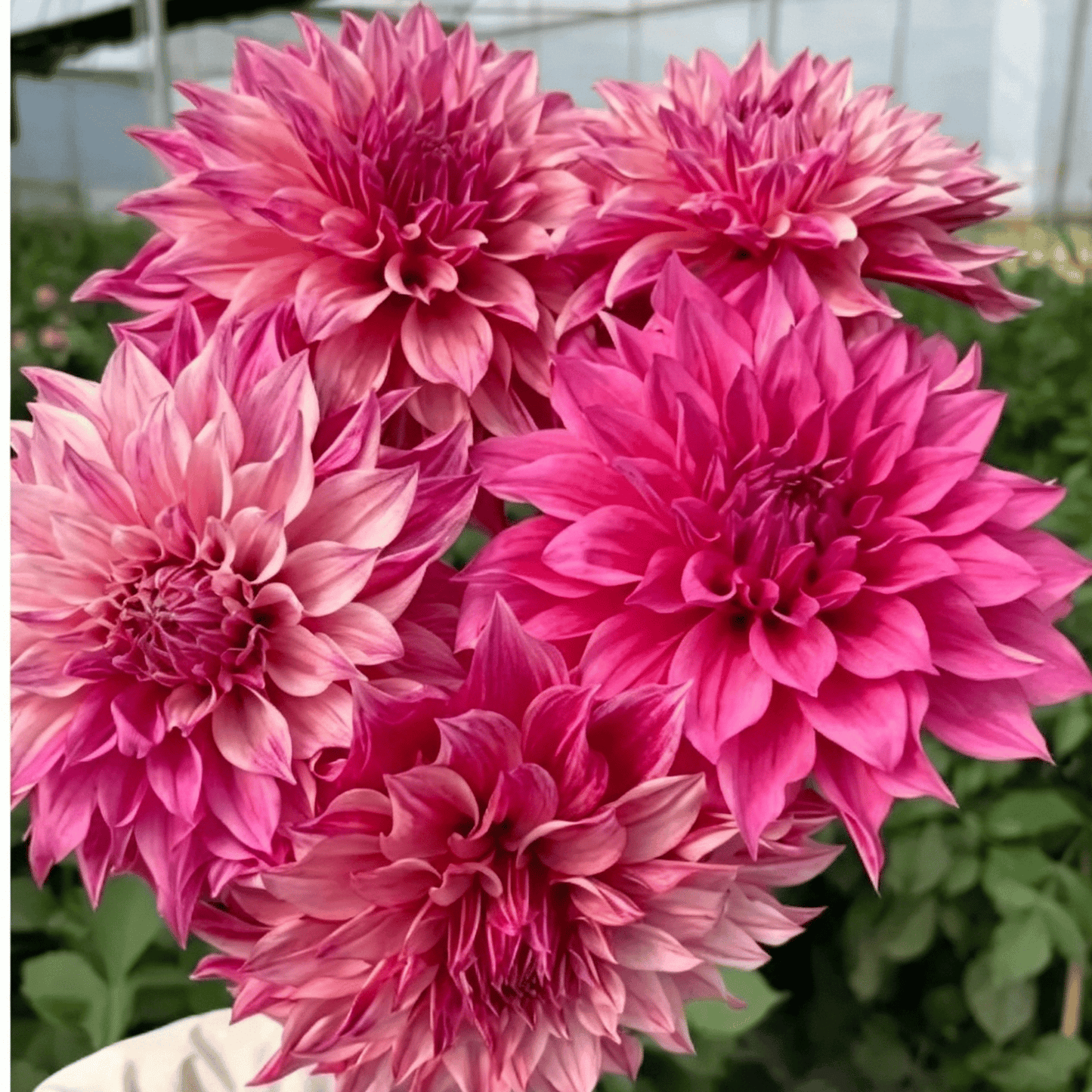 Nasiona dalii Garden Showstopper – duże, kolorowe kwiaty, które skradły show