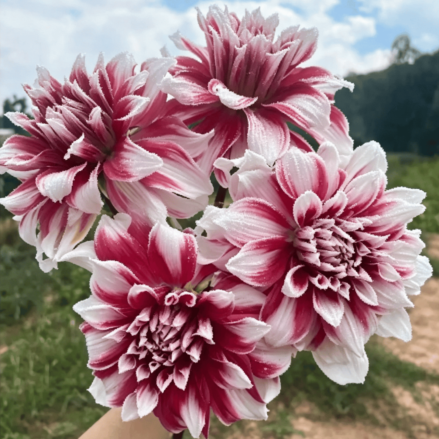 Nasiona dalii Garden Showstopper – duże, kolorowe kwiaty, które skradły show