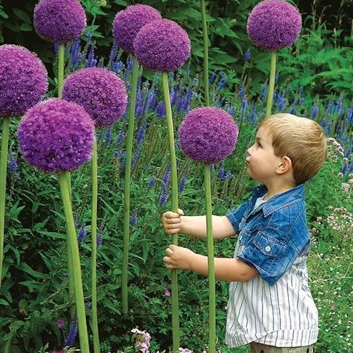 Allium Giganteum Ozdobny kwiat cebulowy