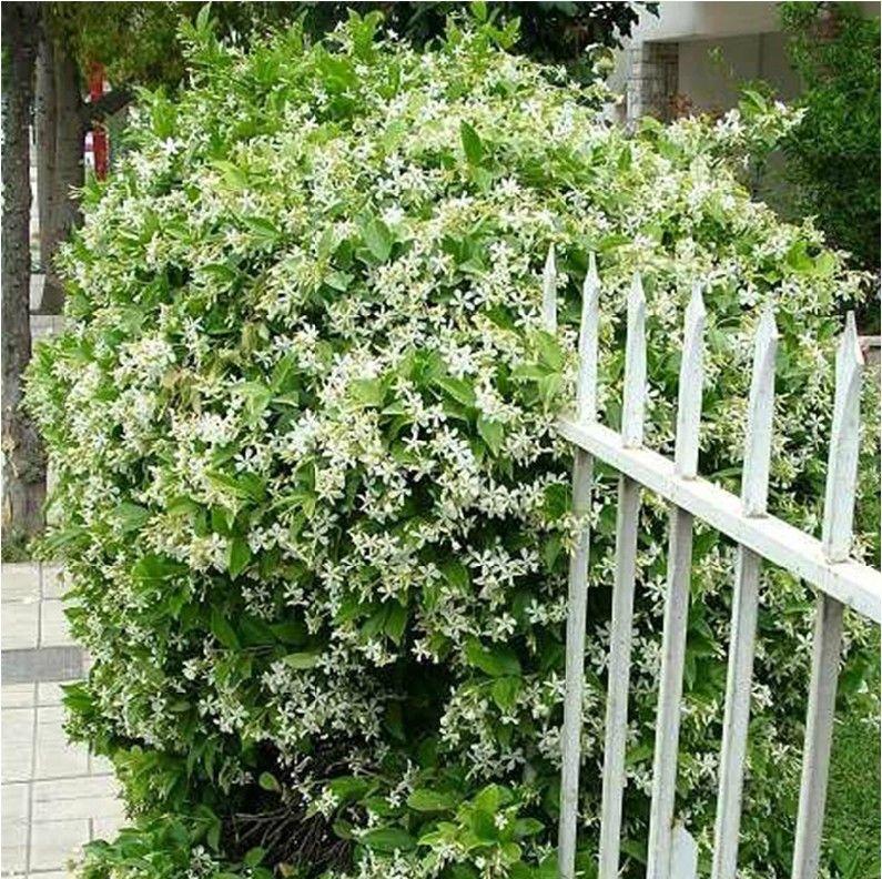 OSTATNI DZIEŃ PROMOCJI - 35% ZNIŻKI 🌸 Roślina doniczkowa Jaśmin (🌱Gwarancja przetrwania: Darmowa wymiana🌿)