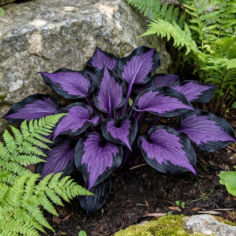 💥2025 Gorąca wyprzedaż 🌌Nasiona hosty Midnight Purple Heart, wieloletnia roślina cieniolubna do ogrodu