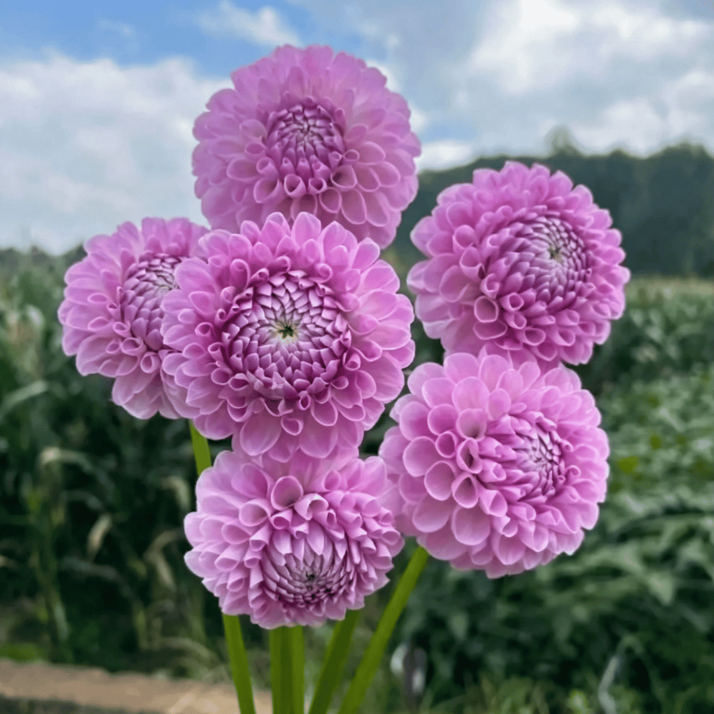 Nasiona dalii Garden Showstopper – duże, kolorowe kwiaty, które skradły show