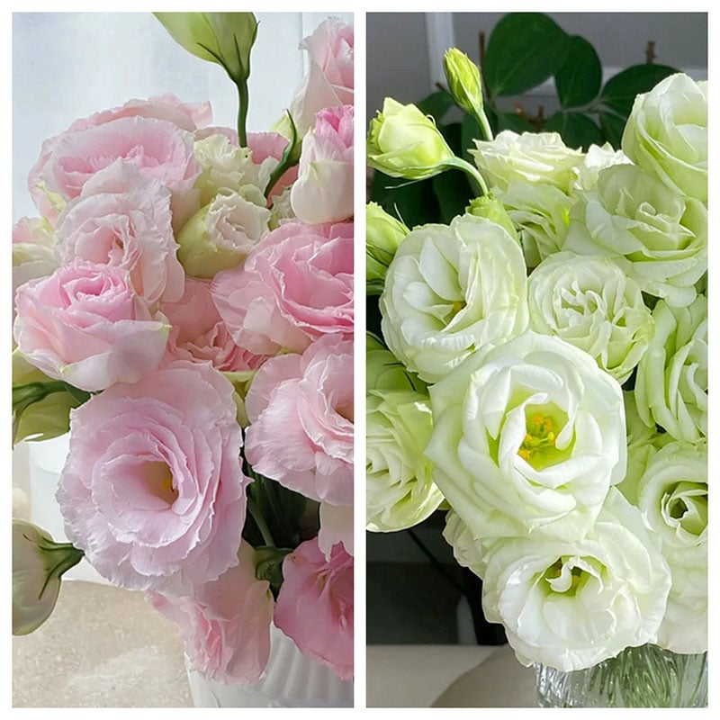 🔥Ostatni dzień wyprzedaży💝Eustoma Thornless Rose💐Lisianthus Seeds