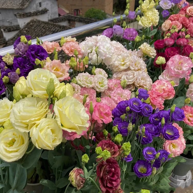 🔥Ostatni dzień wyprzedaży💝Eustoma Thornless Rose💐Lisianthus Seeds