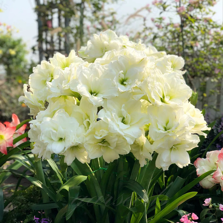 Dvigubai žydinčių amarilių svogūnėliai🌼-LT