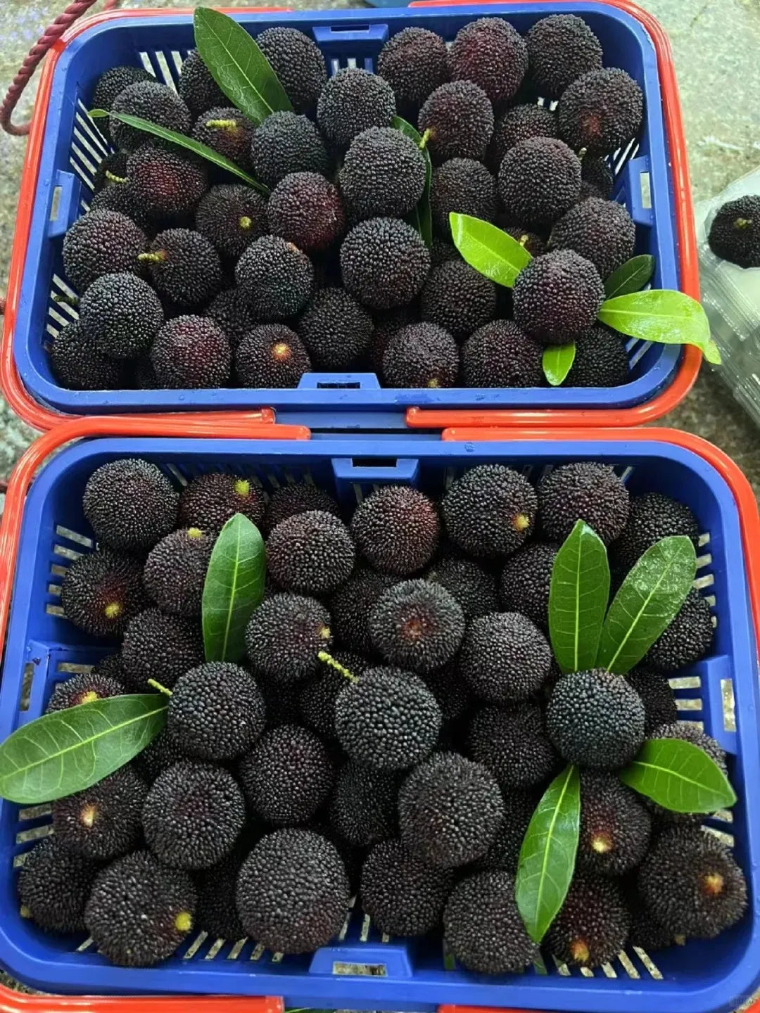 Velikanska jagoda Bayberry: Velikost žogice za namizni tenis, ⭐ Okus kombinacije jagode in češnje-SI