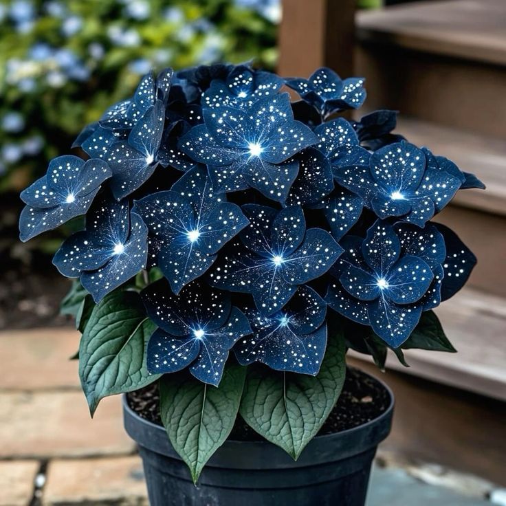 🌟Night Blue Hosta – μια υπέροχη προσθήκη στο σπίτι σας! 🌟-GR