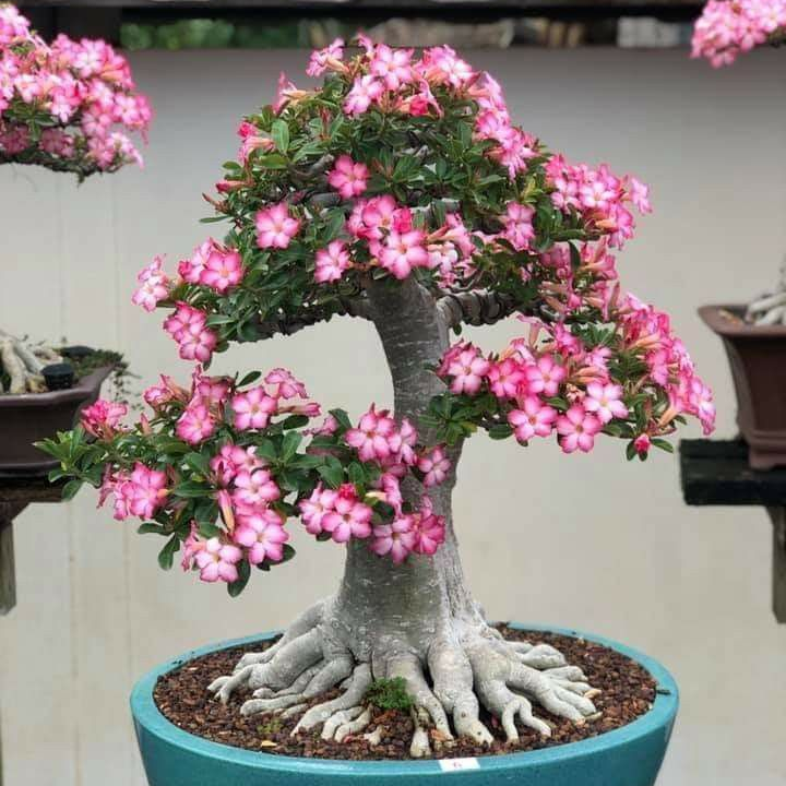 🎁Cebule róży pustynnej🌵Bardzo łatwa pielęgnacja! 🌸Cebule Adenium Obesum
