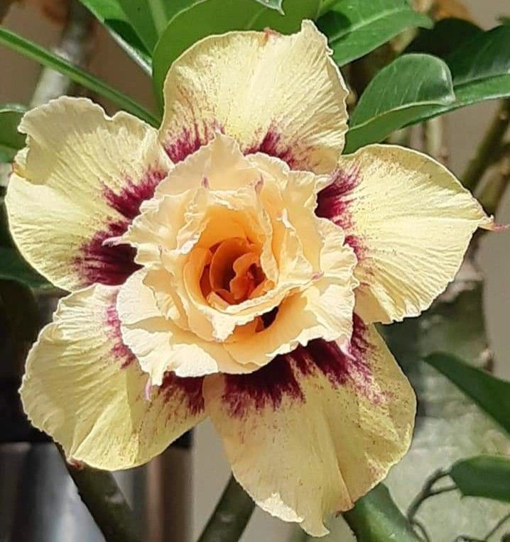 🔥Užauginkite „Desert Queen“ – dabar su nuolaida!🎁 😍Mėgsta žydėti, ilgai žydi 🌵 Dykumos rožė-LT