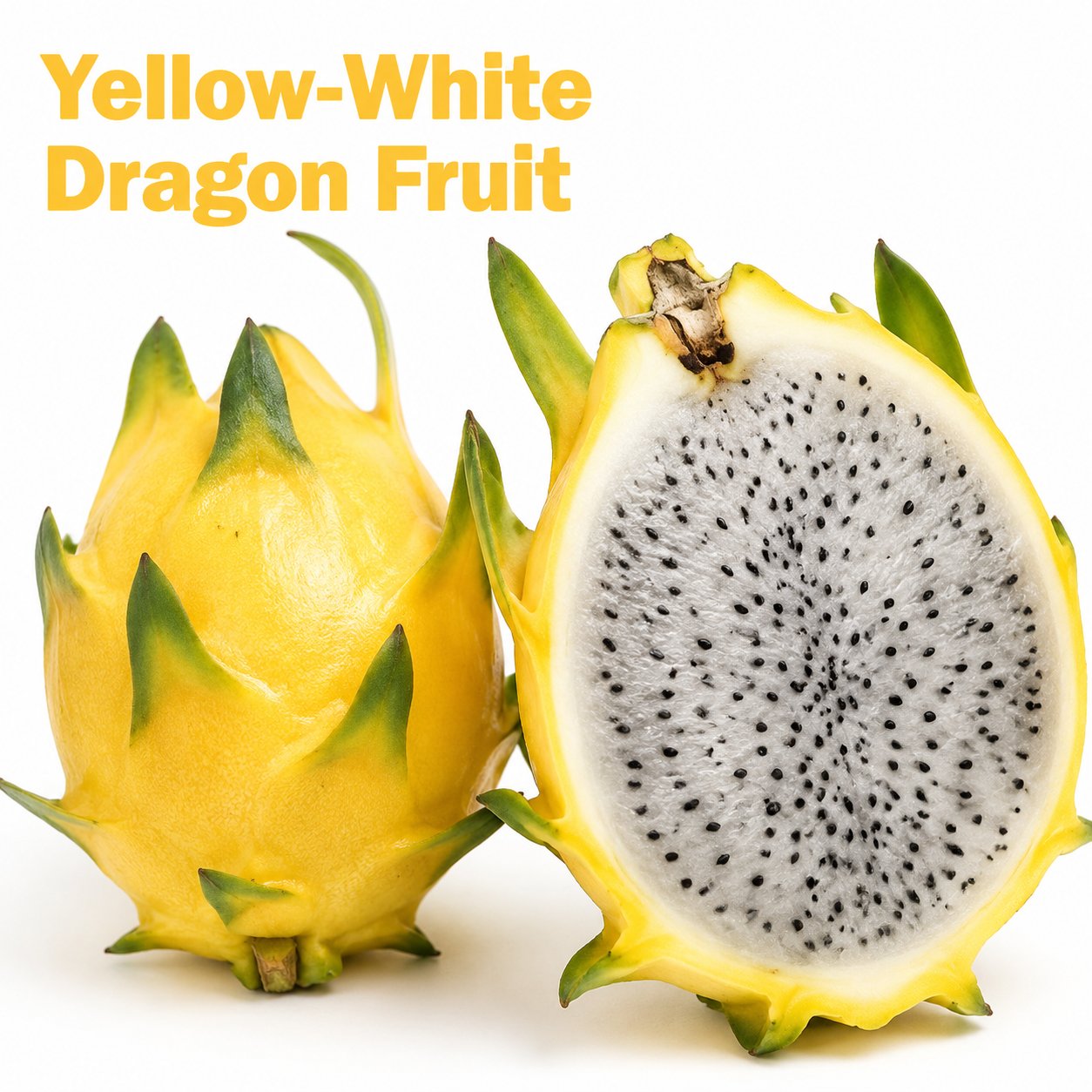 Dragon fruit seedlings – Grow exotic, sweet and delicious dragon fruit at home 🌵