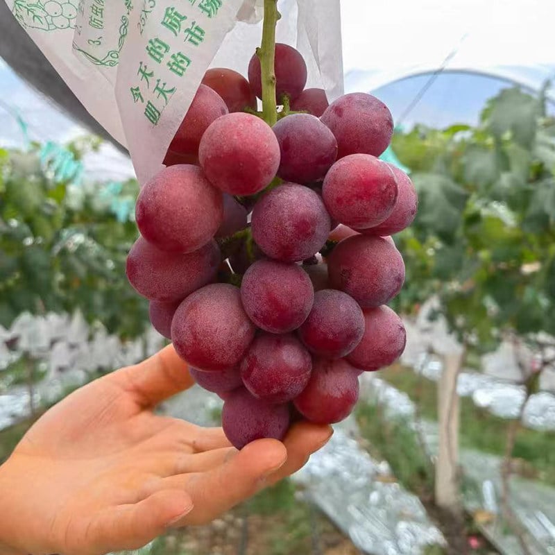Nowa, limitowana odmiana – nasiona winogron Queen Nina dla słodkich, soczystych zbiorów ogrodowych 🍇