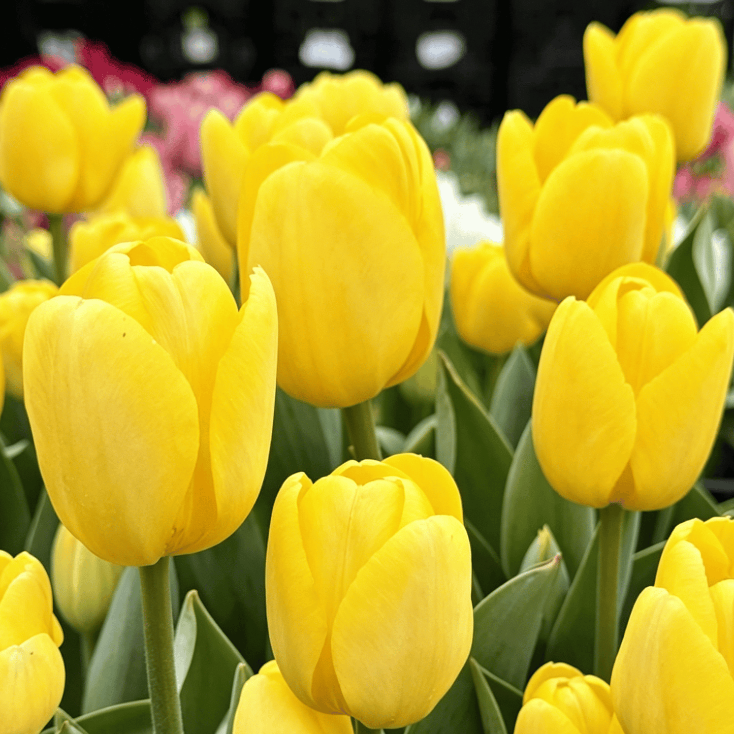 🌷Rzadkie nasiona tulipanów – kolorowe wiosenne kwiaty do doniczek, rabat i ogrodów