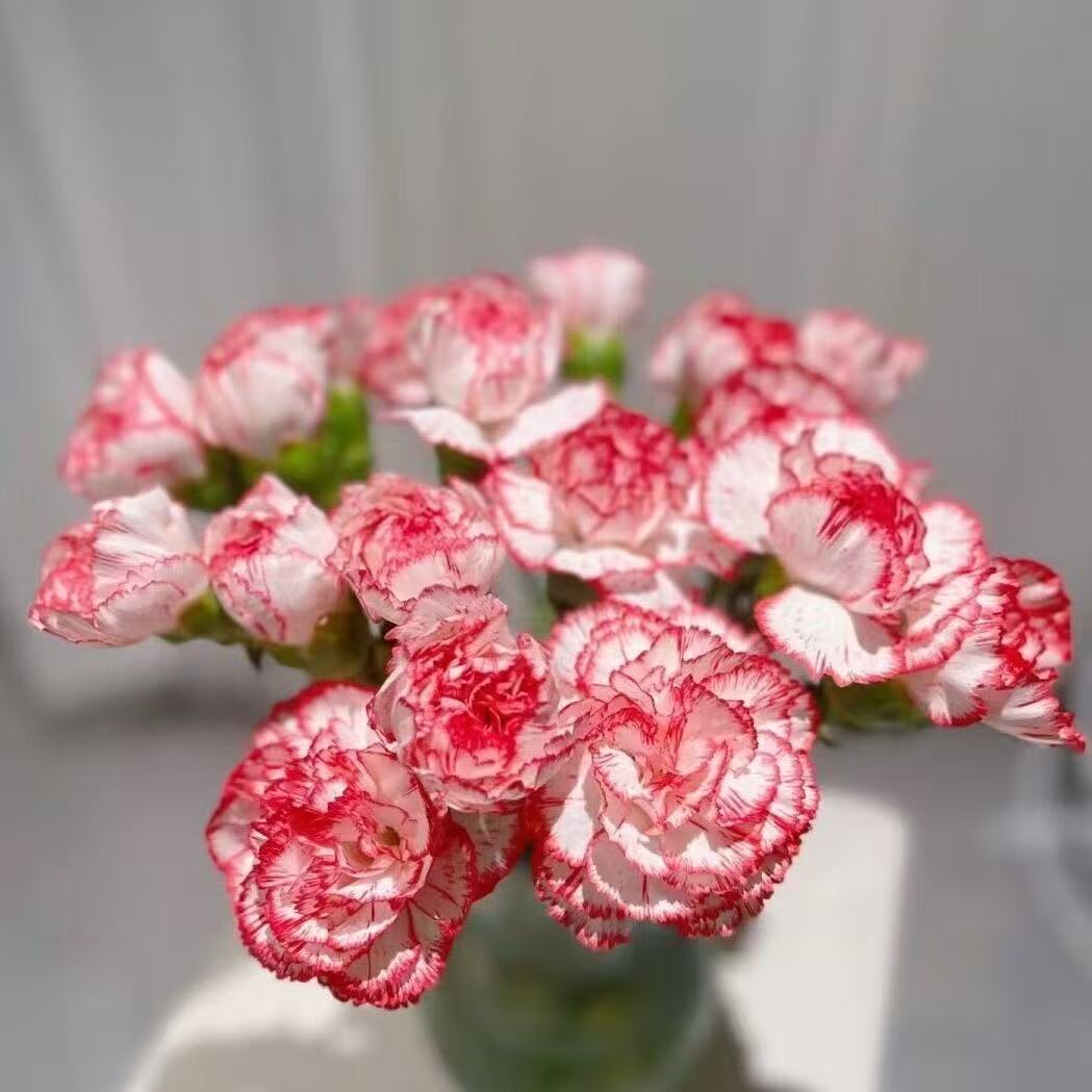 Zapachowy urok ogrodu – uprawiaj klasyczne goździki, które zachwycają o każdej porze roku🌺