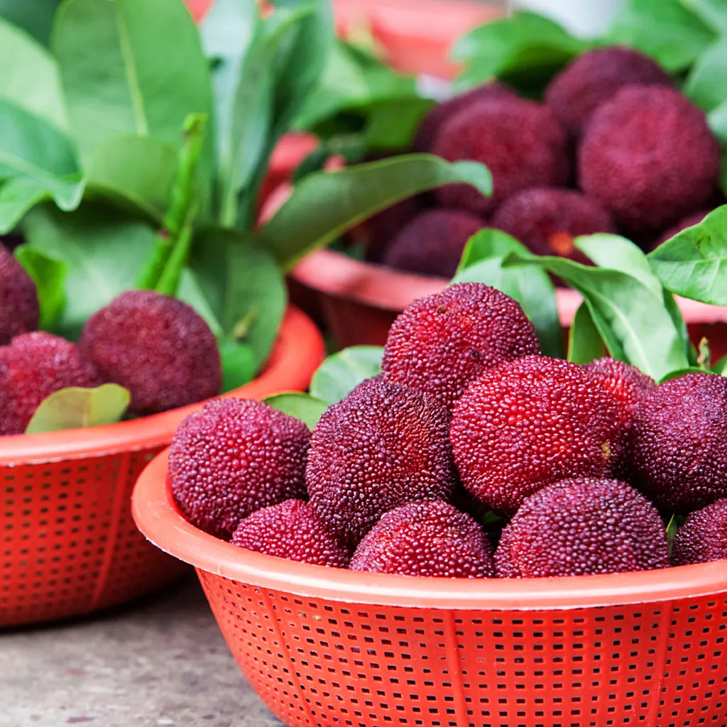 Milžiniškas lauro uogas: stalo teniso kamuoliuko dydžio, ⭐ braškių ir vyšnių derinio skonis-LT