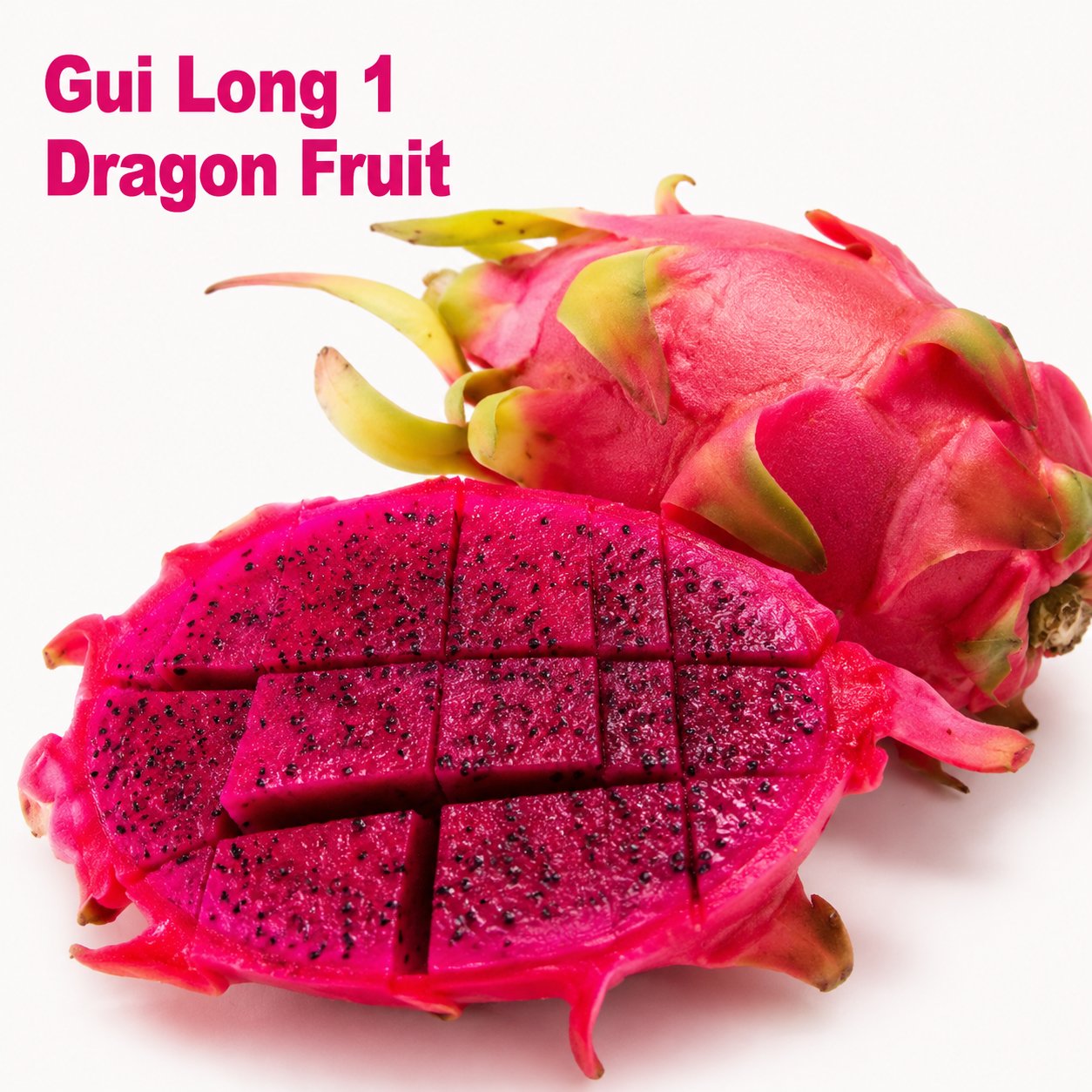 Dragon fruit seedlings – Grow exotic, sweet and delicious dragon fruit at home 🌵